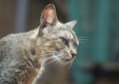 Portrait of a cat sitting on a building wall