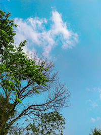 Low angle view of tree against sky