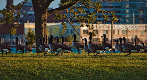 View of birds on field