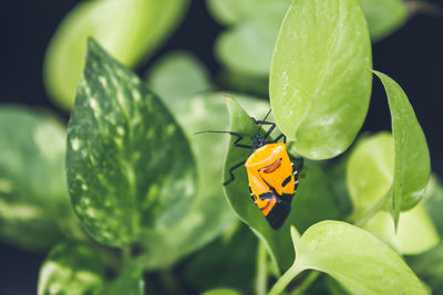 Close-up of butterfly pollinating flower
