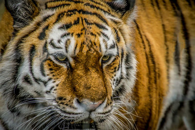 Close-up portrait of tiger