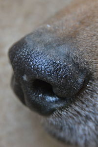 Close-up of a dog