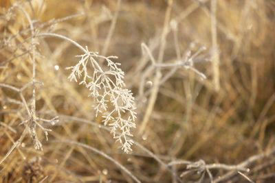 Close-up of frozen plants during winter