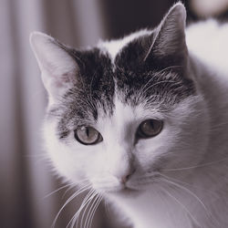 Close-up portrait of a cat