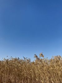 Plants growing on field against clear blue sky