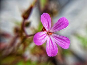 Close-up of pink flowering plant