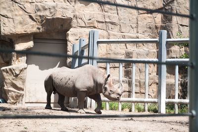 Rhinoceros standing outdoors seen through fence