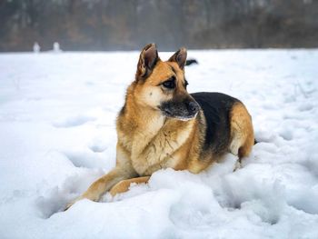 German shepherd in the snow