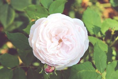 Close-up of white rose blooming outdoors