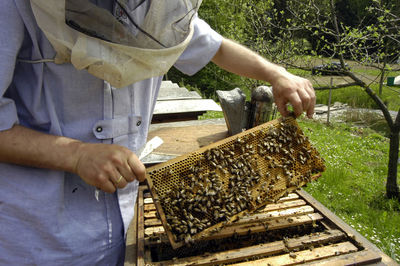 Honeycomb with western honey bees or european honey bee - apis mellifera