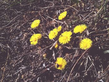 yellow