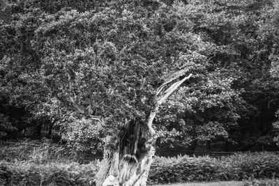 Trees and plants growing on land