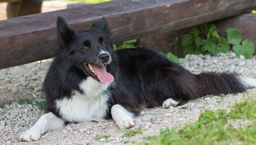 Portrait of black dog relaxing outdoors