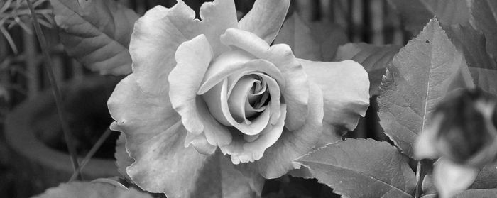 Close-up of rose roses