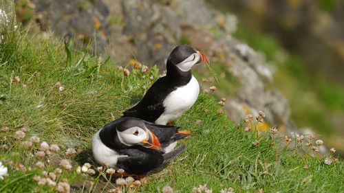 Puffin with grass in beak for building a nest