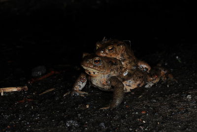 Close-up of frog mating on rock at night