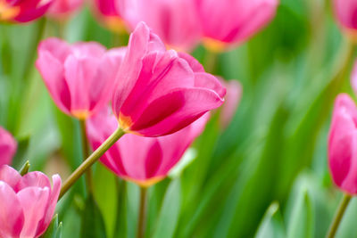 Close-up of pink flower