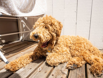 Dog relaxing on wooden floor