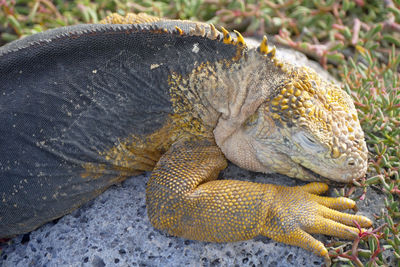 Close-up side view of a reptile