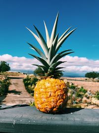 Close-up of fruits on tree against sky