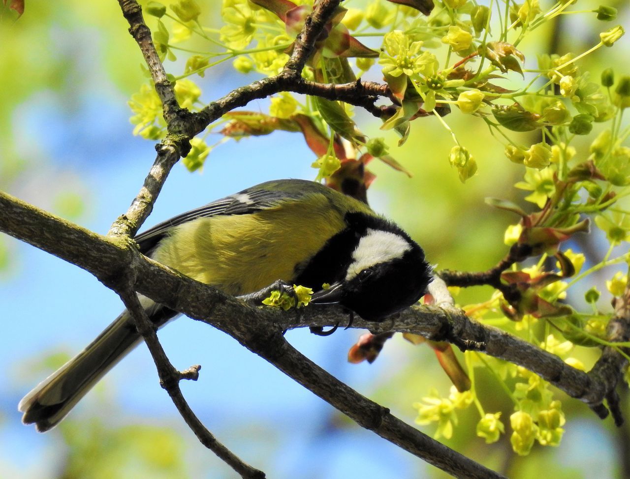 BIRD PERCHING ON A TREE