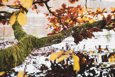 Close-up of autumn leaves in lake