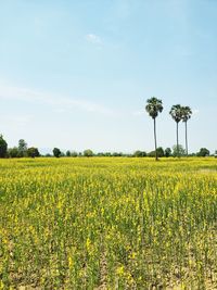 Scenic view of yellow flower field against sky