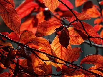 Close-up of maple leaves on tree during autumn
