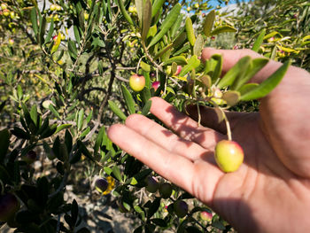 Close-up of man holding apple