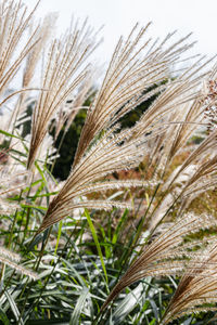 Close-up of wheat growing on field