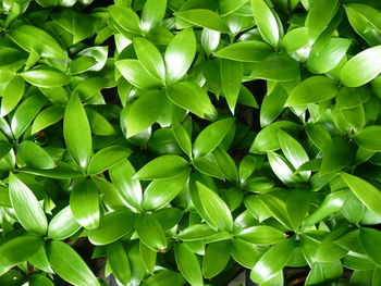 Full frame shot of plants