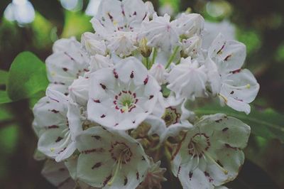 Close-up of white flowers