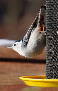Nuthatch stretches out on a finch feeder
