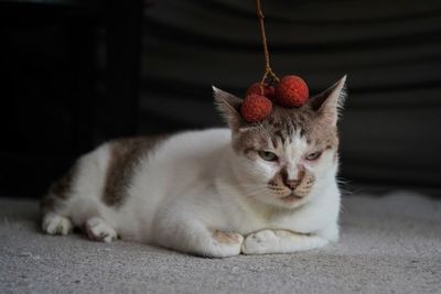 Close-up portrait of a cat resting