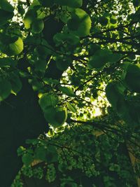 Close-up of tree against sky