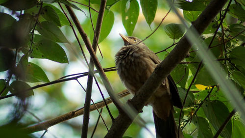 Low angle view of bird perching on tree