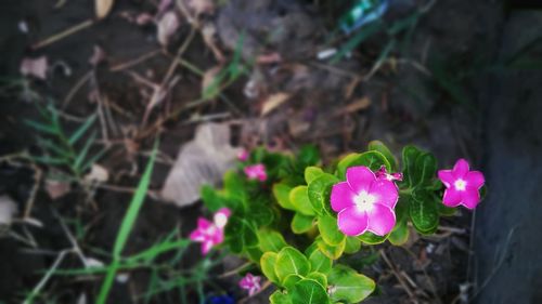 flowering plant