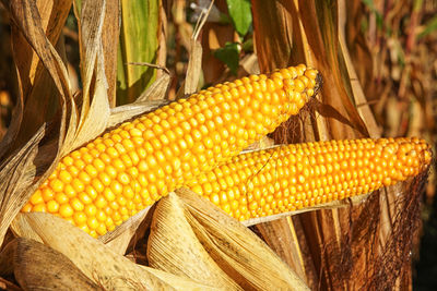 Corncob, zea mays, fruits of autumn ready to reap