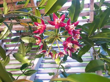 Close-up of flowers growing on tree