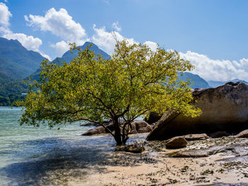 Tree by rocks against sky