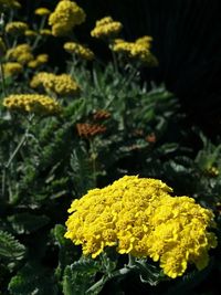 Close-up of yellow flowering plant