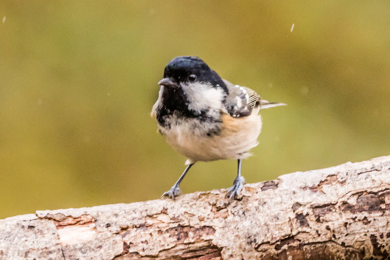 CLOSE-UP OF SPARROW PERCHING ON WOOD