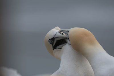 Close-up of white swan