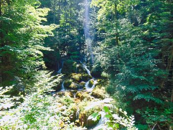 Scenic view of waterfall in forest