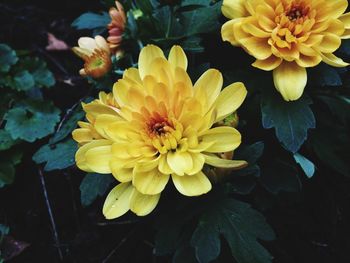 Close-up of yellow flowers blooming outdoors