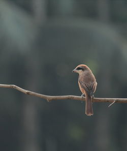 Brown shrike is perching on a branch