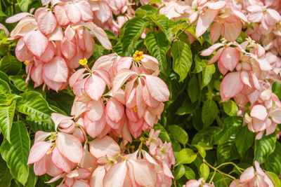 Close-up of pink roses