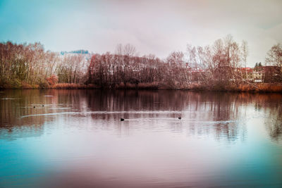 Birds swimming in lake against sky