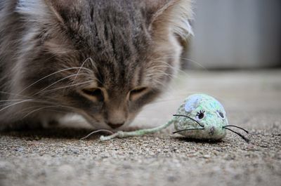 Close-up of cat resting