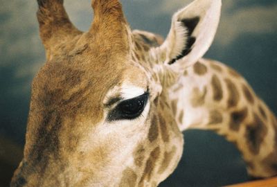 Close-up portrait of giraffe